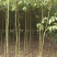 香樟苗地径2一3公分各种规格的，大量有货