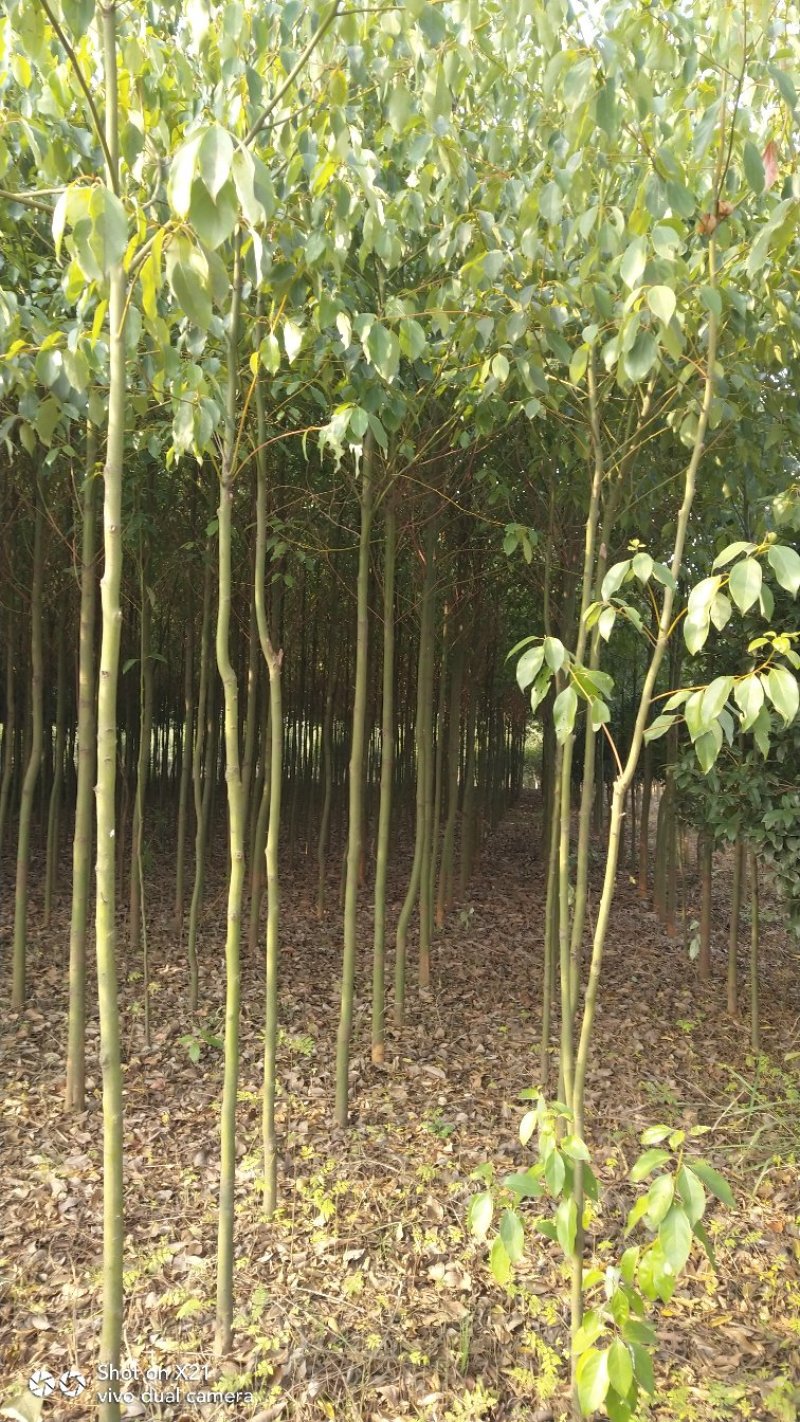 香樟苗地径2一3公分各种规格的，大量有货