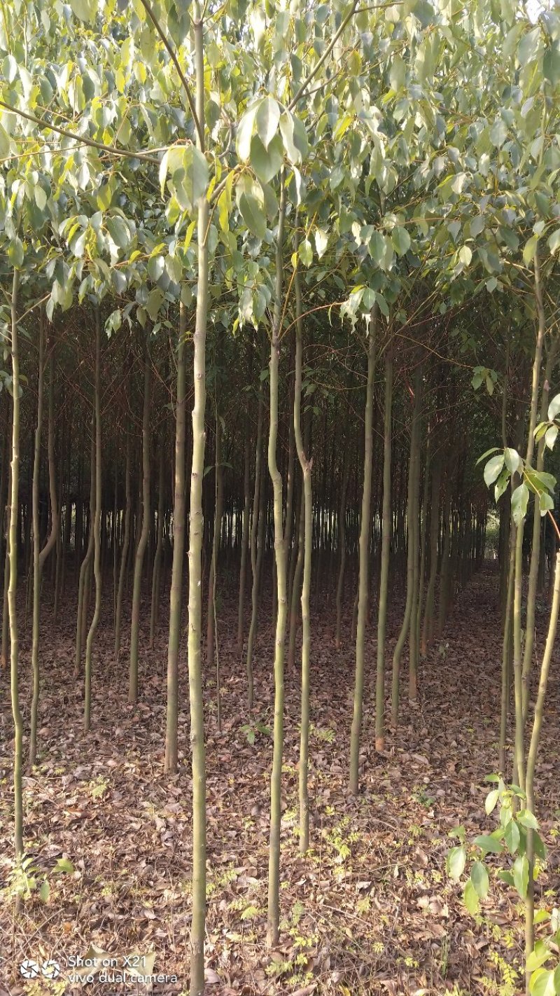 香樟苗地径2一3公分各种规格的，大量有货
