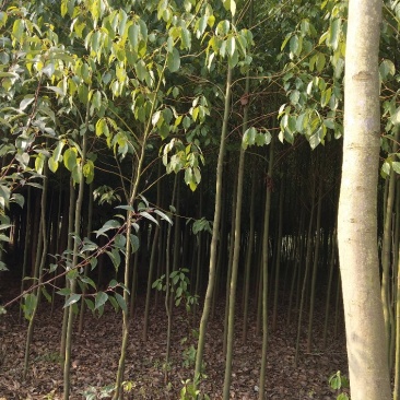 香樟苗地径2一3公分各种规格的，大量有货