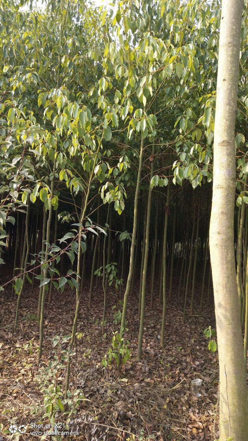 香樟苗地径2一3公分各种规格的，大量有货