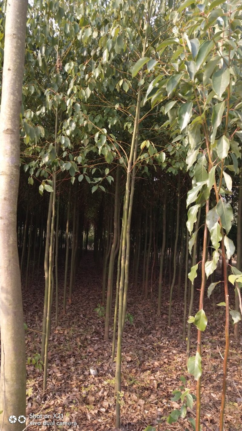 香樟苗地径2一3公分各种规格的，大量有货