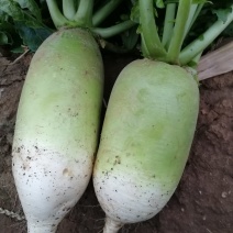 蔬菜