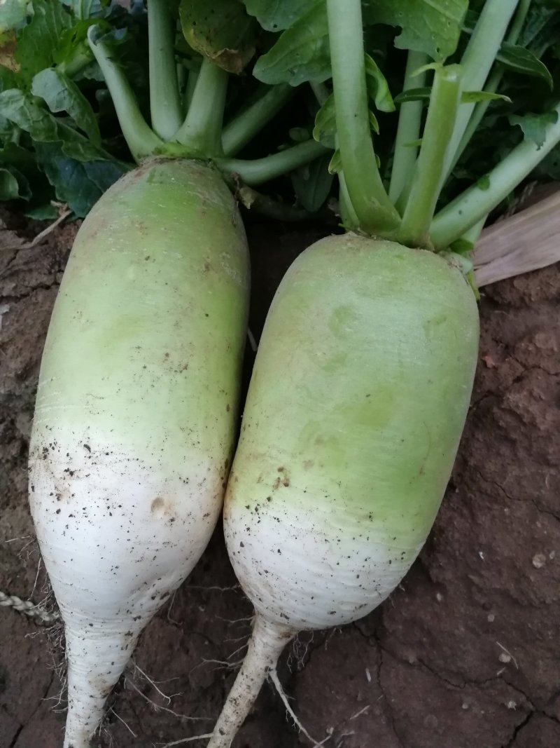蔬菜