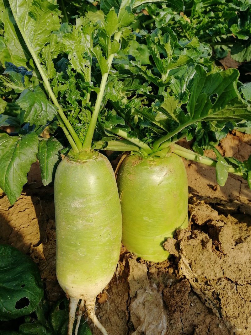 蔬菜