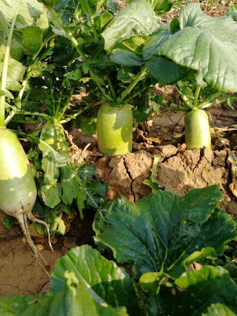 蔬菜