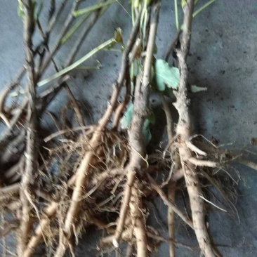 油用牡丹苗油牡丹苗山西牡丹苗药用牡丹树苗