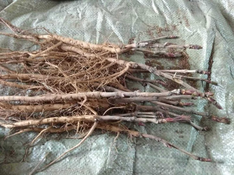 油用牡丹苗油牡丹苗山西牡丹苗药用牡丹树苗