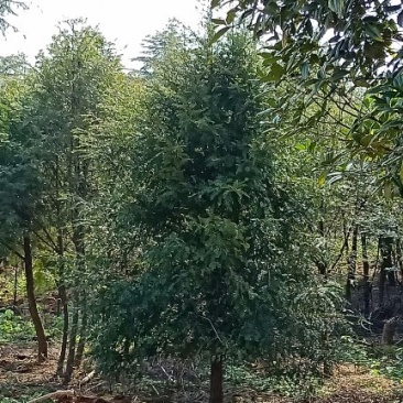 红豆杉