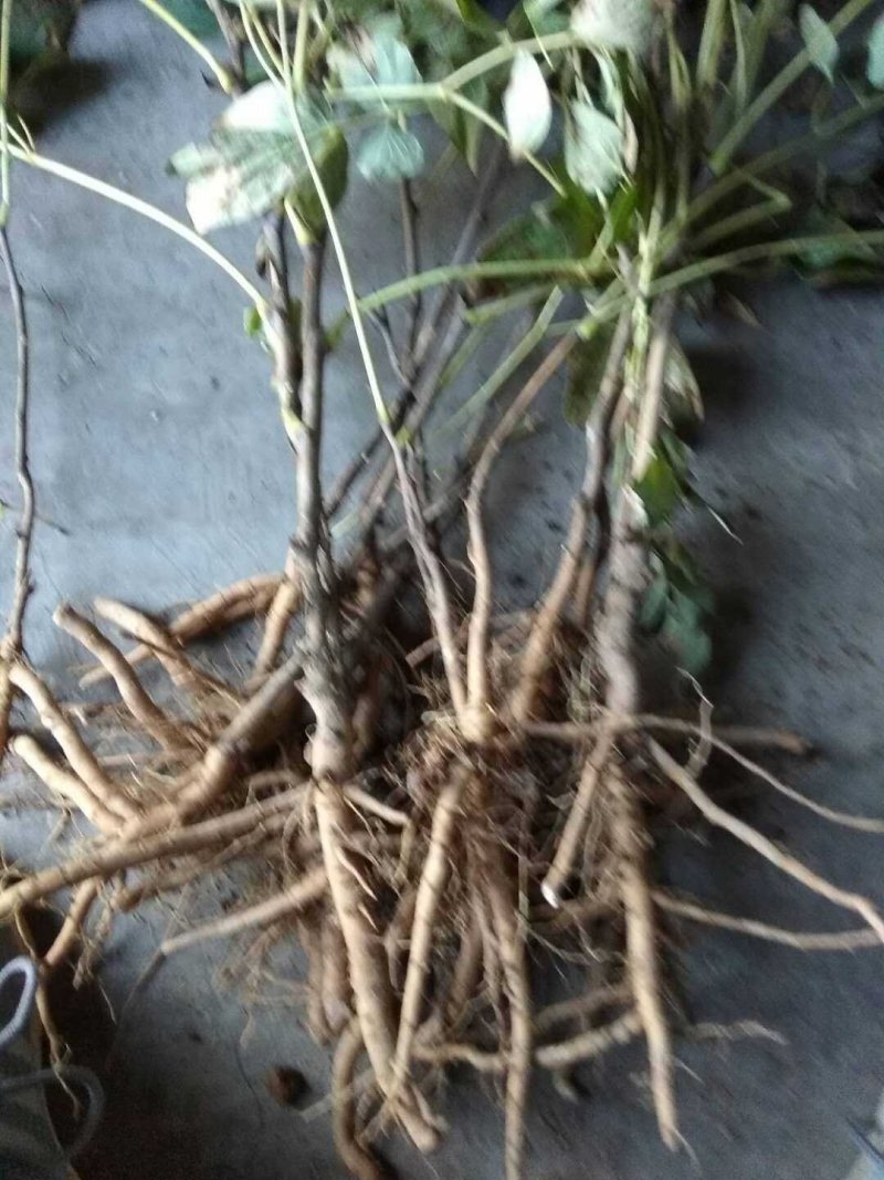 药用牡丹树苗油牡丹树苗牡丹苗油牡丹苗山西牡丹树苗
