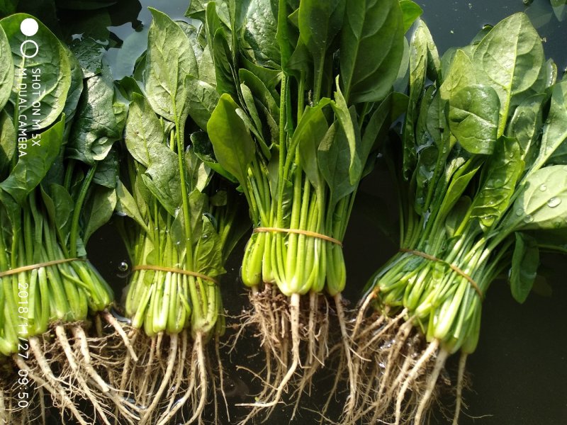 小叶菠菜20~30厘米全年供应欢迎老板看货