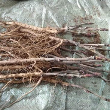 油用牡丹苗凤丹牡丹苗紫斑牡丹苗药用牡丹苗