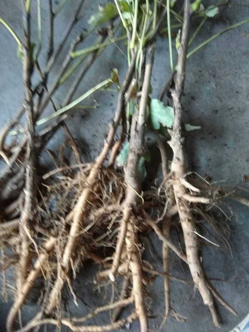 三年生牡丹苗油用牡丹苗油牡丹苗药用牡丹苗