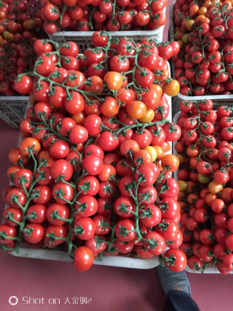 【实力】串红圣女果番茄串串圣女果黄串小番茄种植产地量大