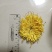 金丝黄菊