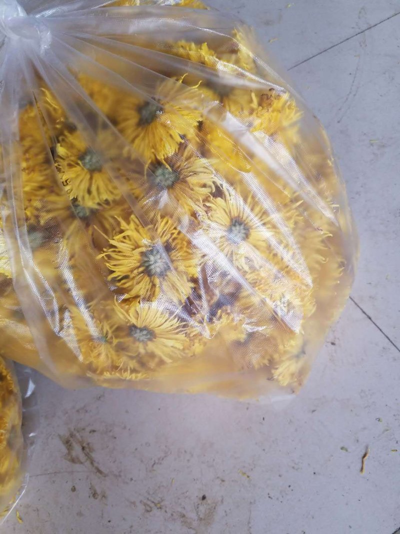 金丝黄菊