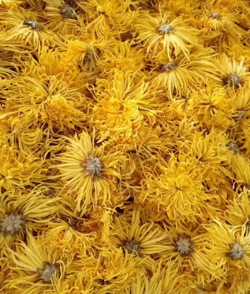 金丝黄菊