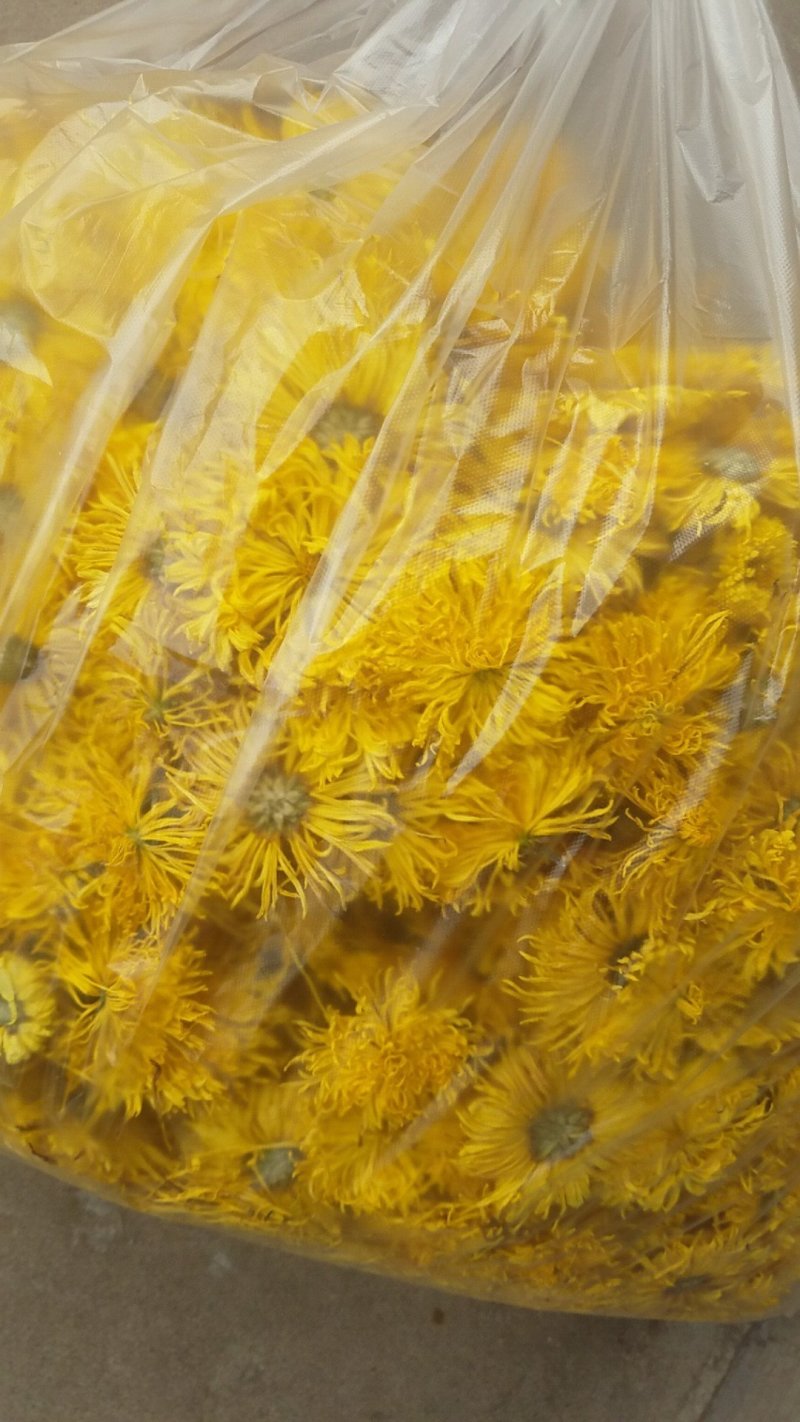 金丝黄菊