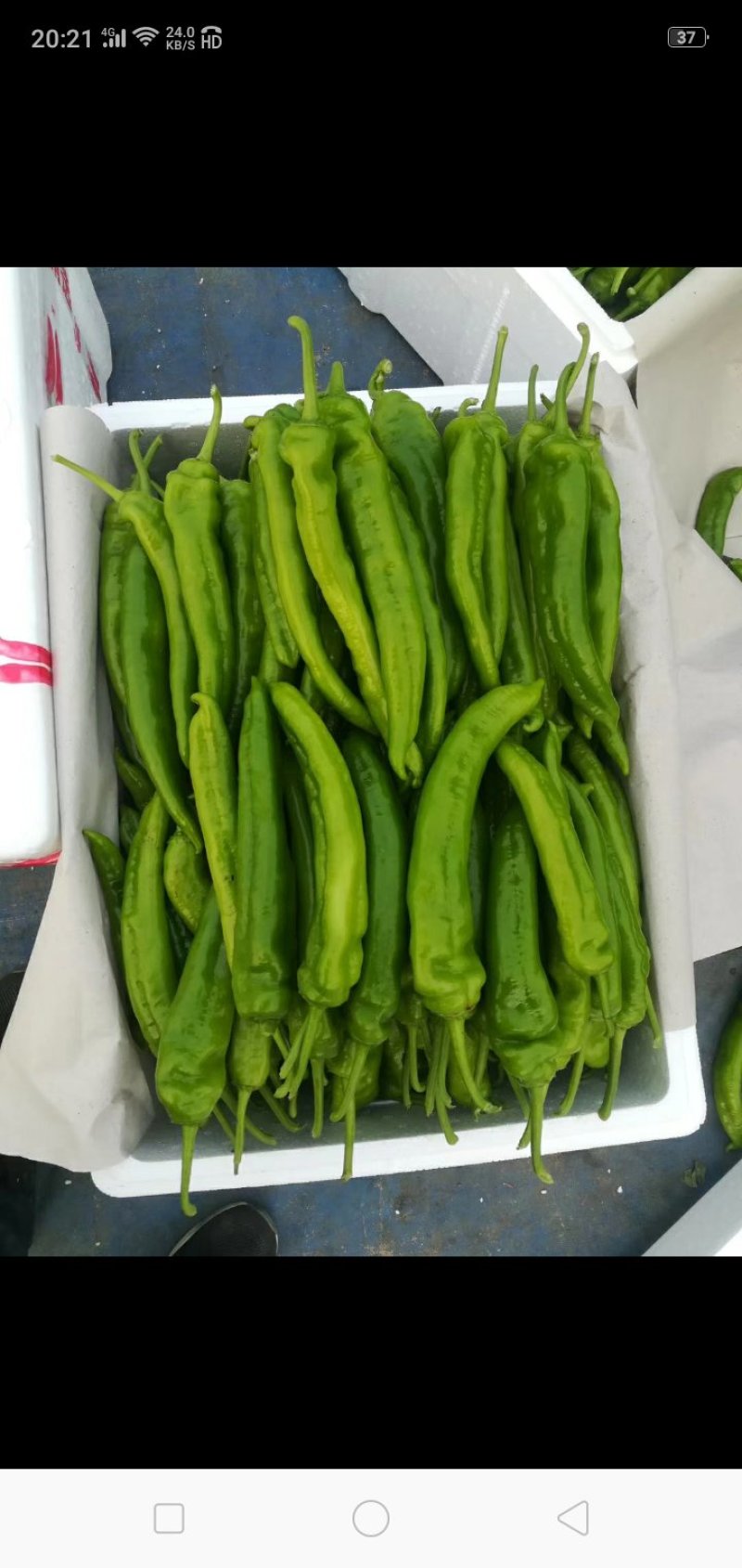 山东青州尖椒刚上市线椒，圆椒，龙椒，辣妹子，麻辣。各种辣