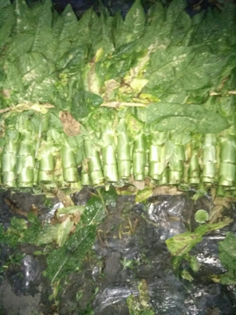 莴笋，大量上市