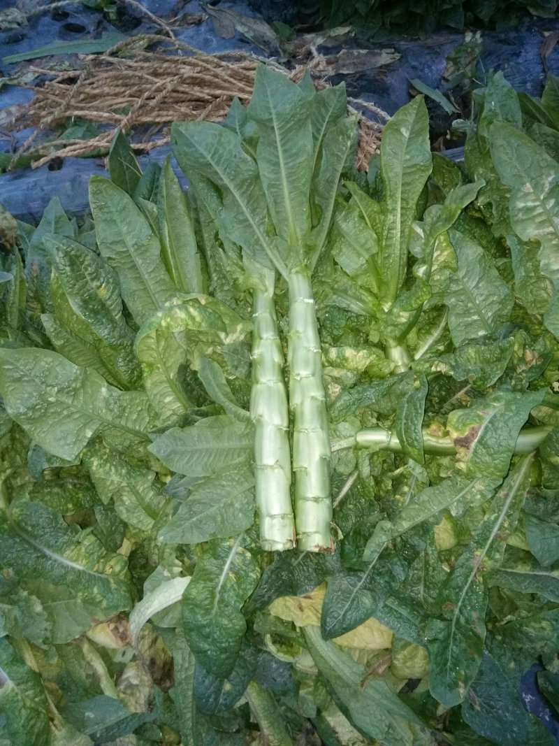 莴笋，大量上市
