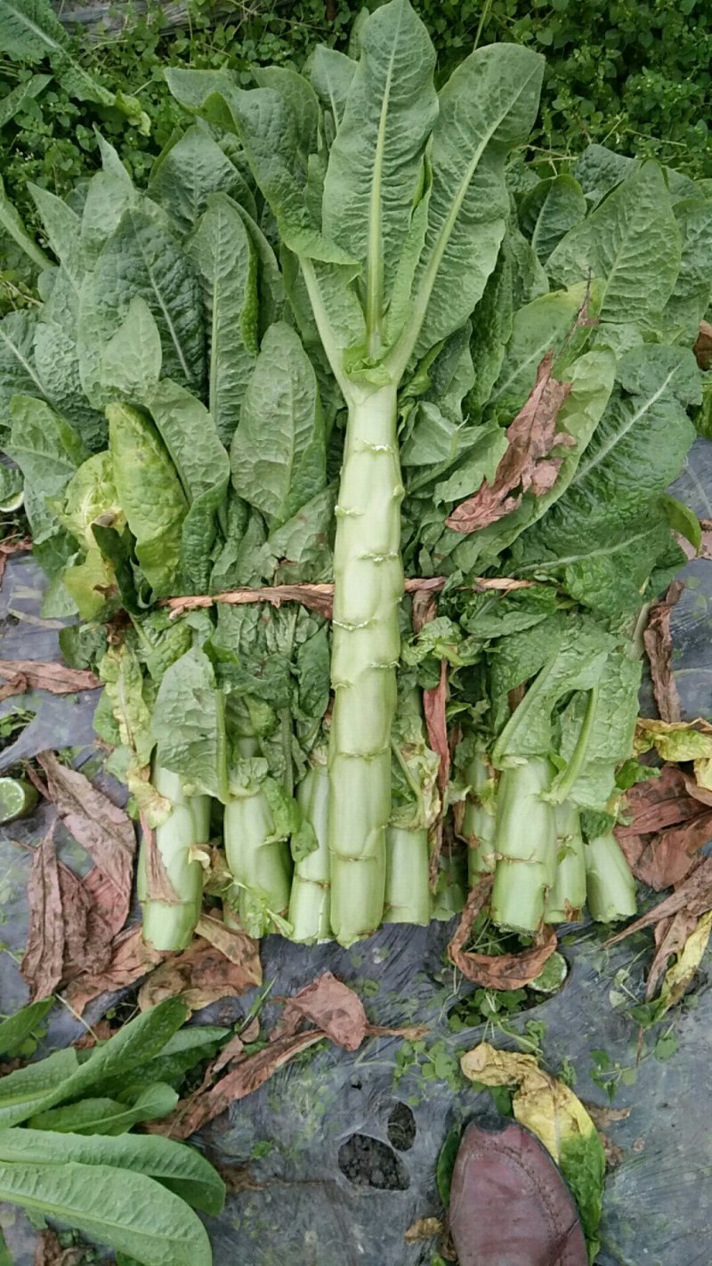 莴笋，大量上市