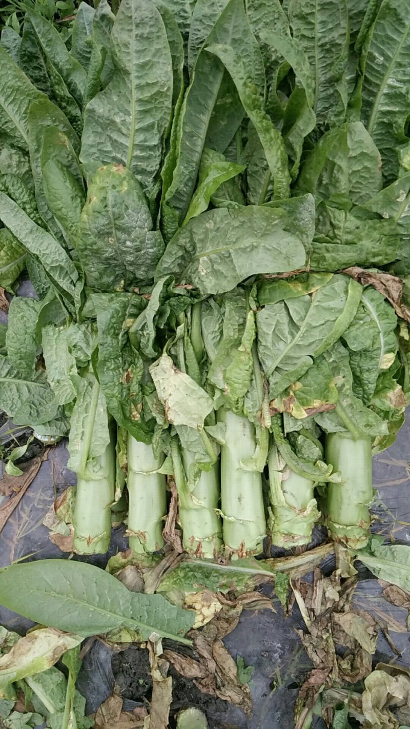 莴笋，大量上市