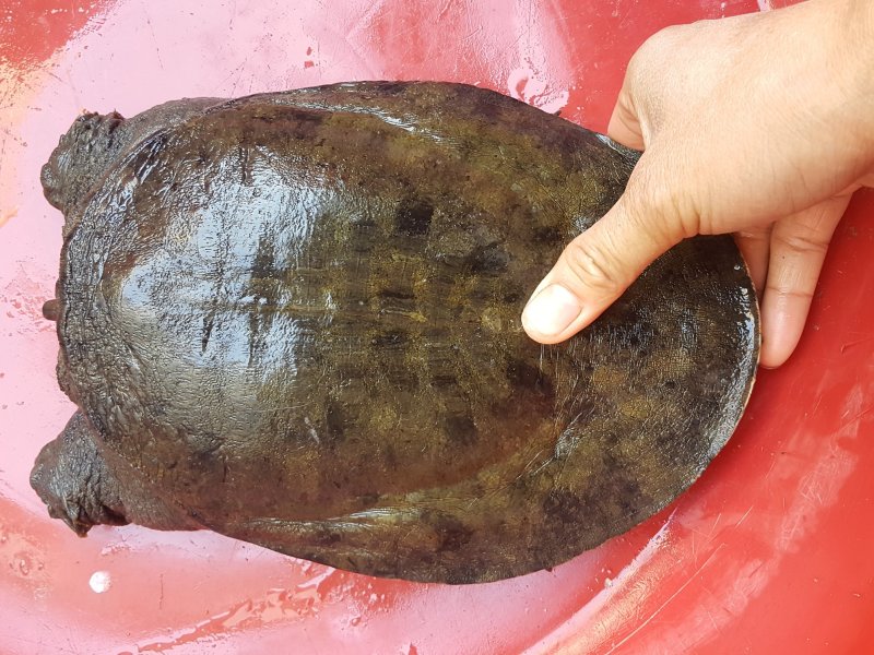 天然大河甲鱼，各种溪流甲鱼。每天都有专业人士抓