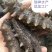 大连即食海参，即食海叁，大连海叁，即食辽参