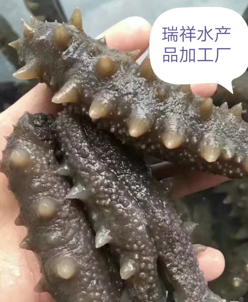 大连即食海参，即食海叁，大连海叁，即食辽参