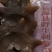 大连即食海参，即食海叁，大连海叁，即食辽参