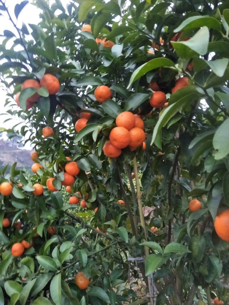 沙糖桔