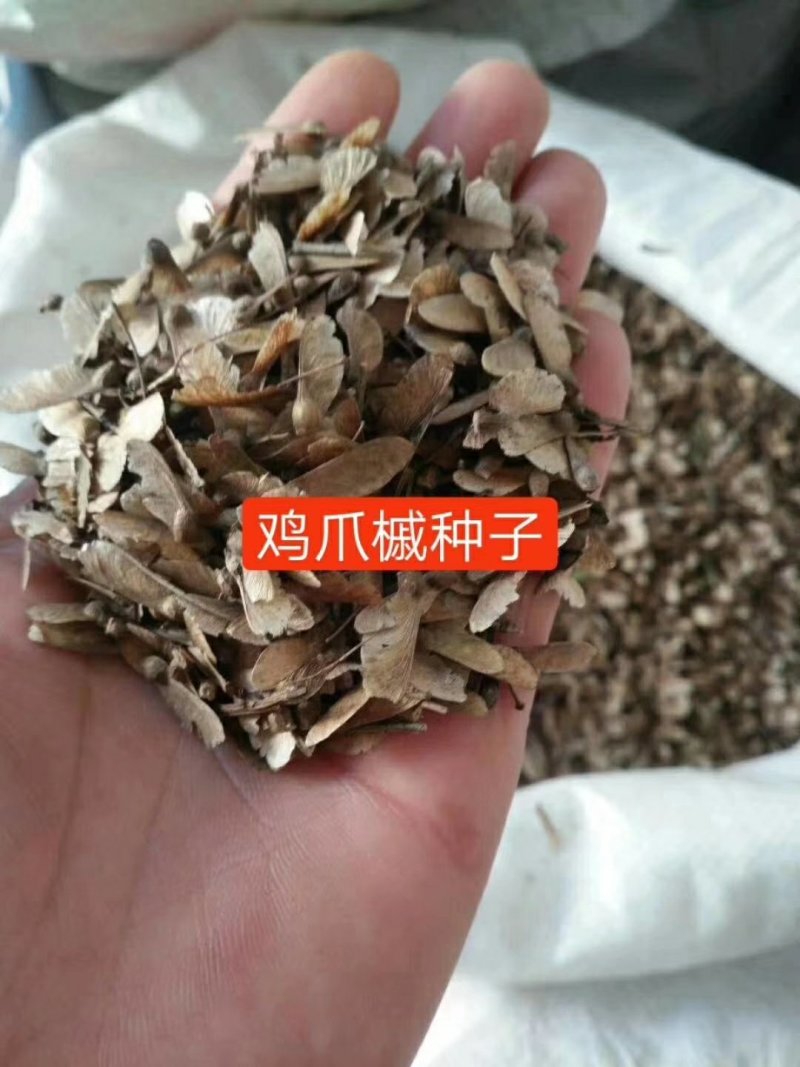 鸡爪槭种子小苗，12345678公分，有需要可以联系，