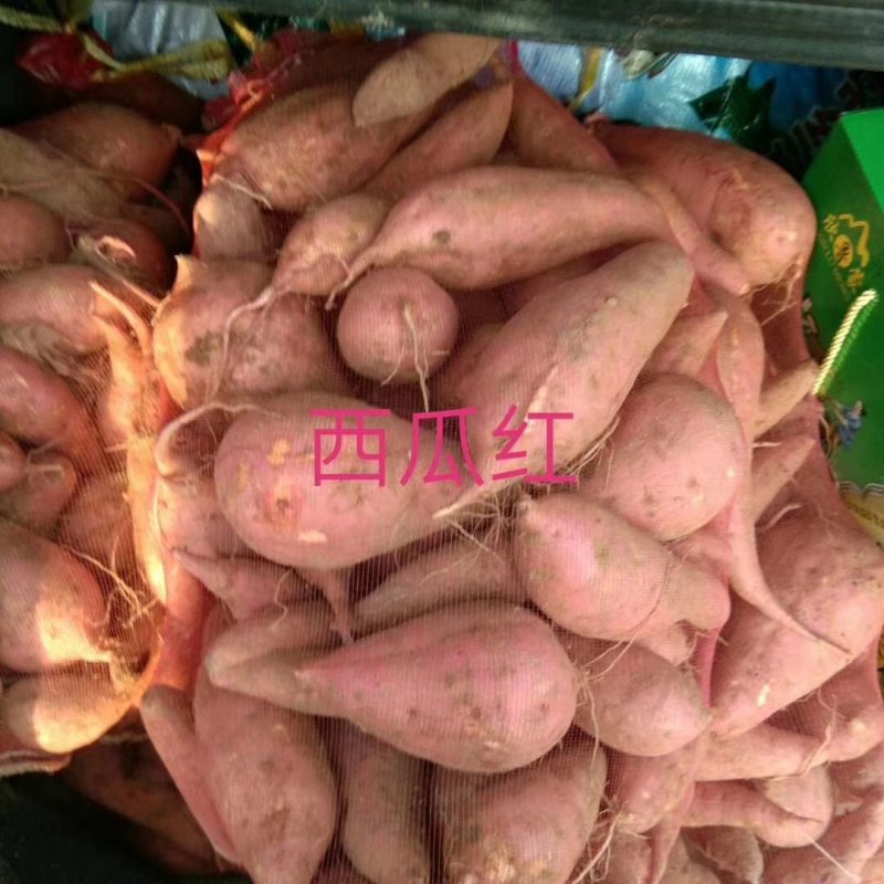 自产自销纯粉皮粉条