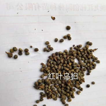 乌桕种子