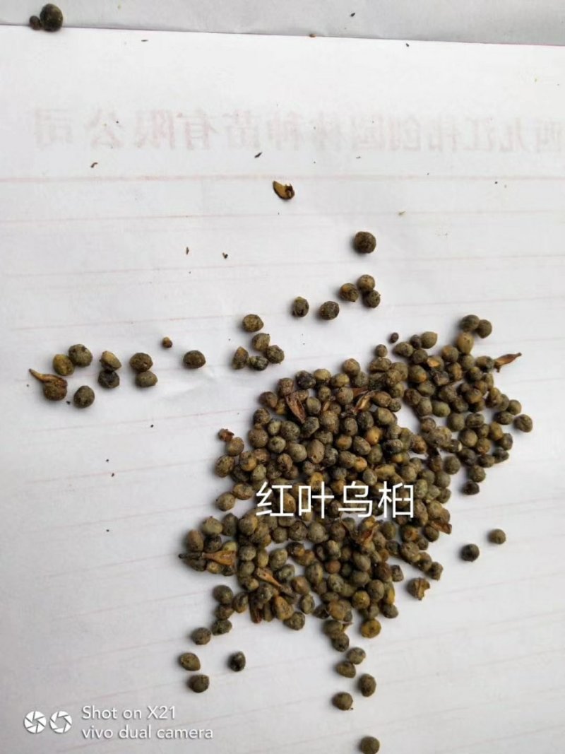 乌桕种子