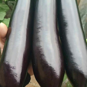茄子