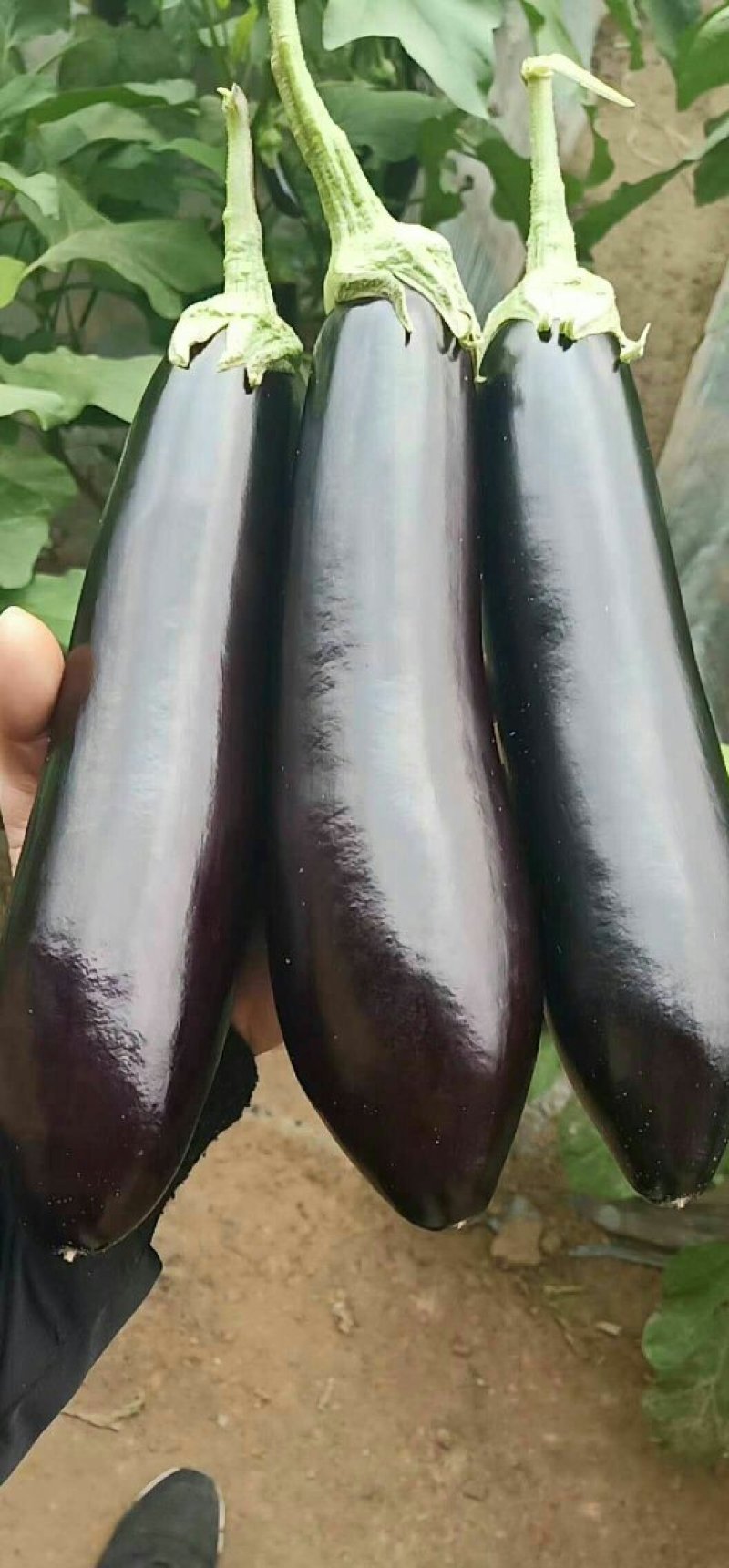 茄子