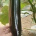 茄子