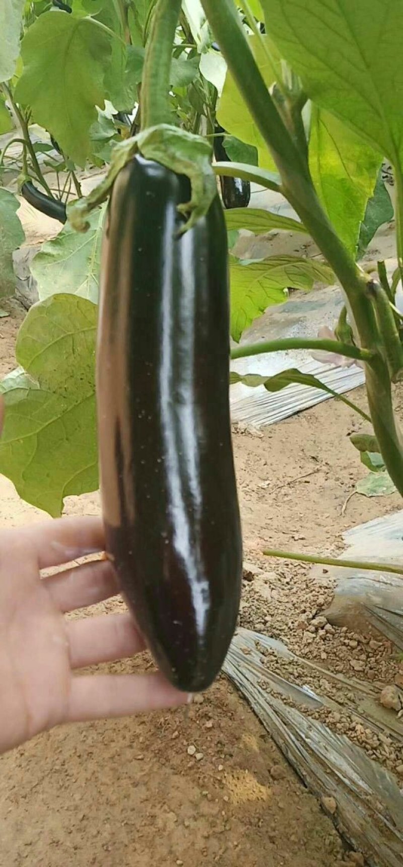 茄子