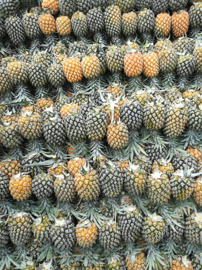 菠萝