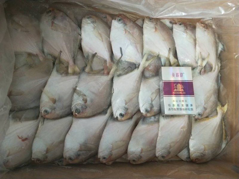 金丝黄鱼