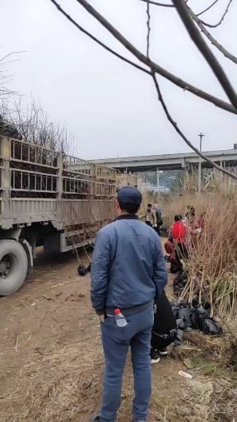 假值李子树苗一公分至五公分，品种多多