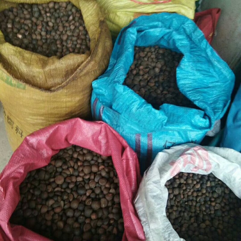 茶果，每年都有~。。。。。。