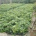 鸭脚木鹅掌柴高20厘米到40厘米福建漳州小苗基地