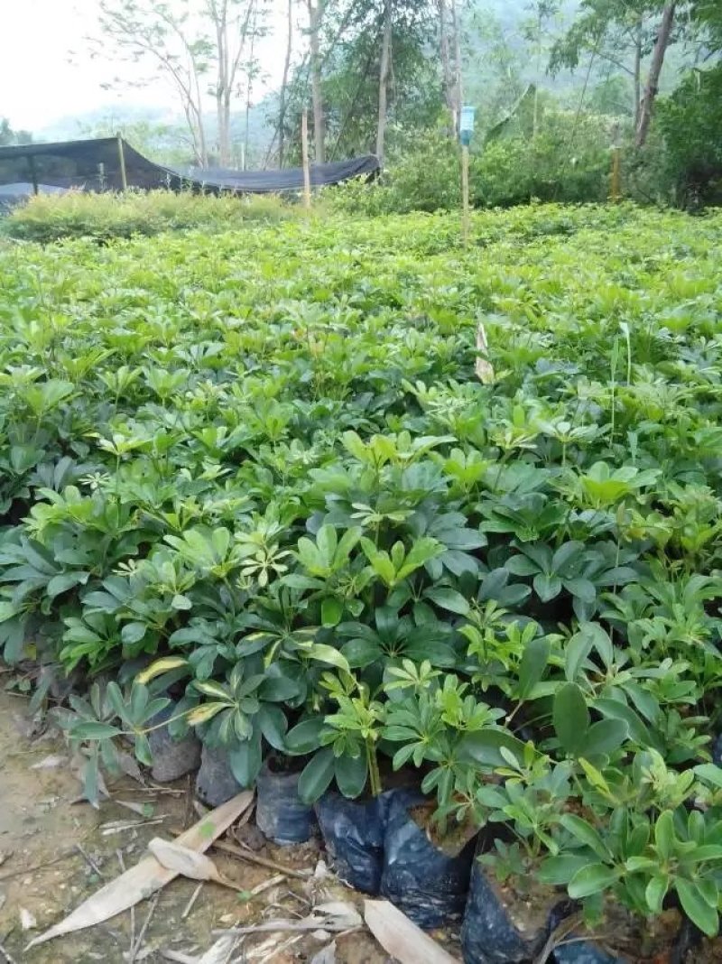 鸭脚木鹅掌柴高20厘米到40厘米福建漳州小苗基地