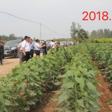 金丝楸树苗