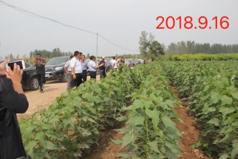 金丝楸树苗