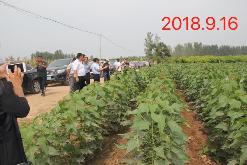 金丝楸树苗