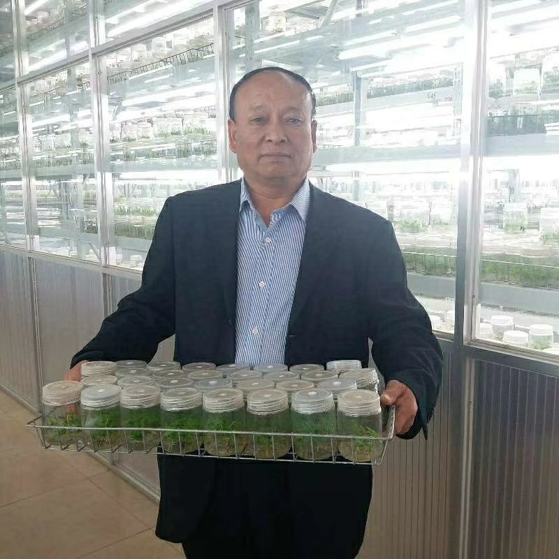 金丝楸树苗